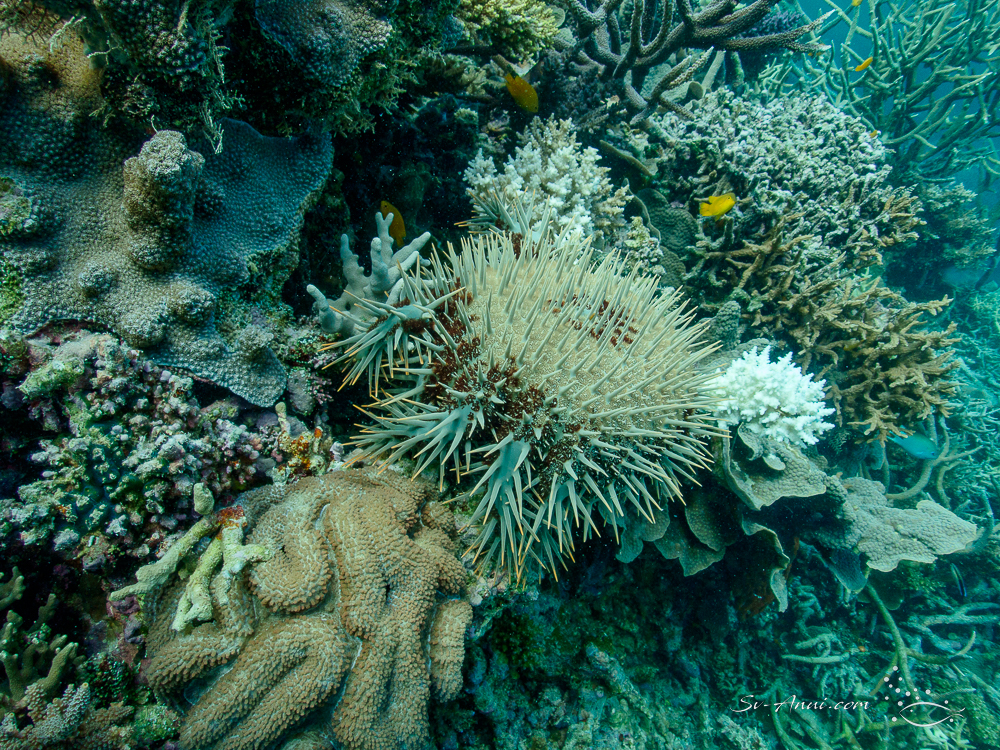 Crown of Thorn Starfish