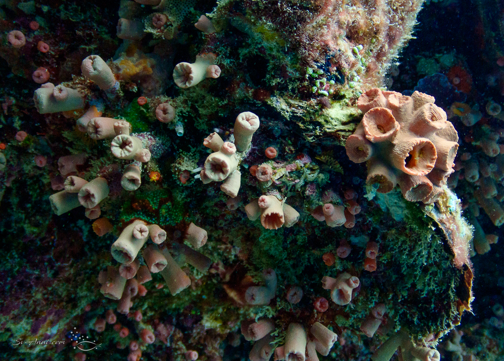Tunicate colony