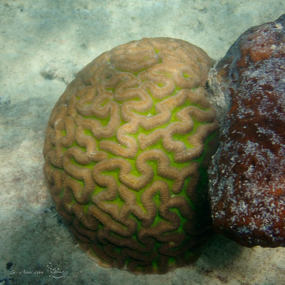 Neon green Platygyra