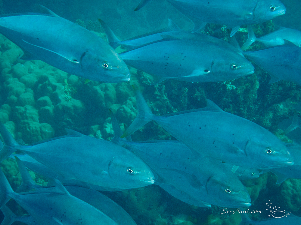 School of Trevallies