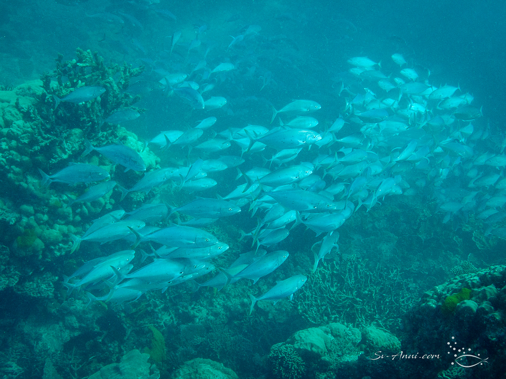 School of Trevallies