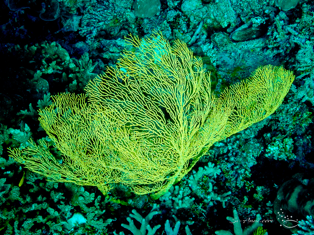 Gorgonian Fan