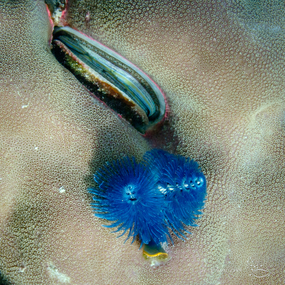 Oyster and Christmas Tree Worm
