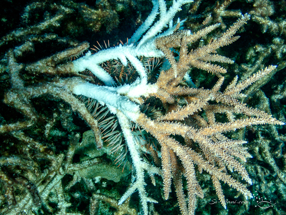 Crown of Thorn preying on Acropora