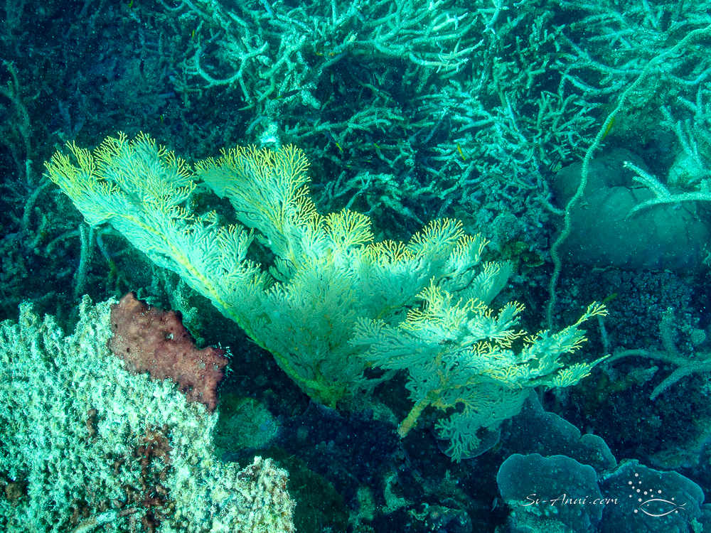Gorgonian Fan