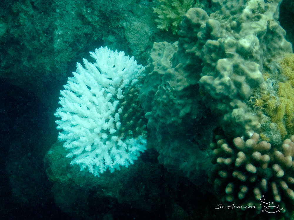 Crown of Thorn damage