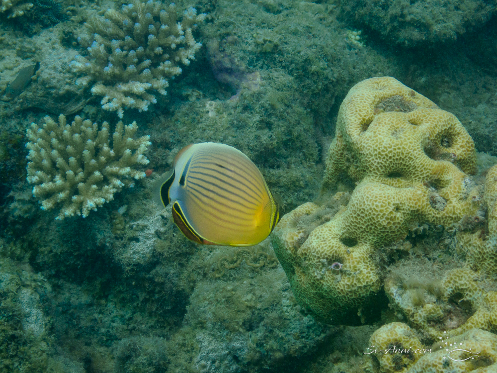 Pinstripe Butterflyfish