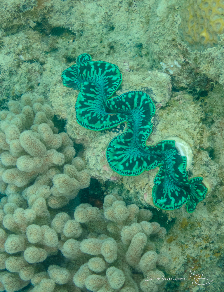 Giant Clam