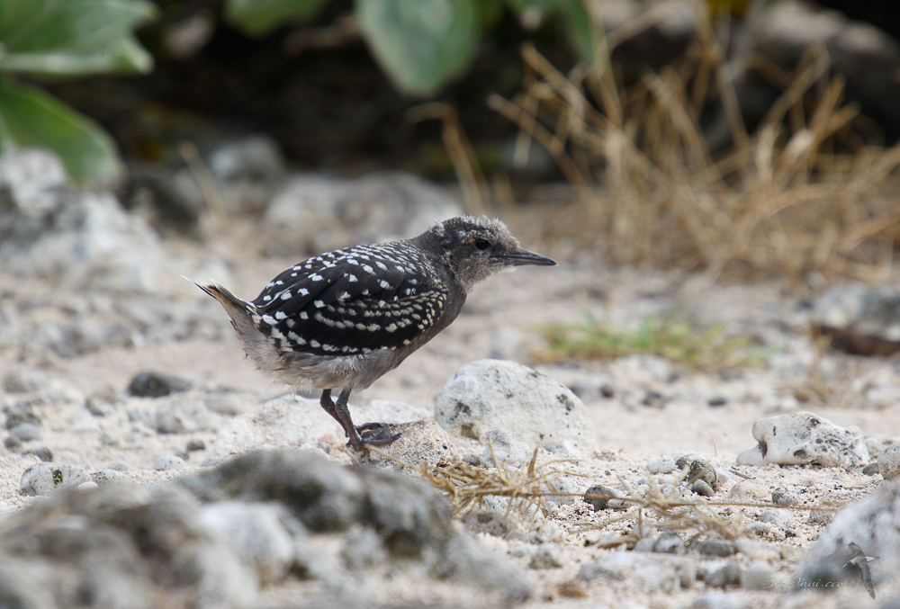 Sooty Tern Chick