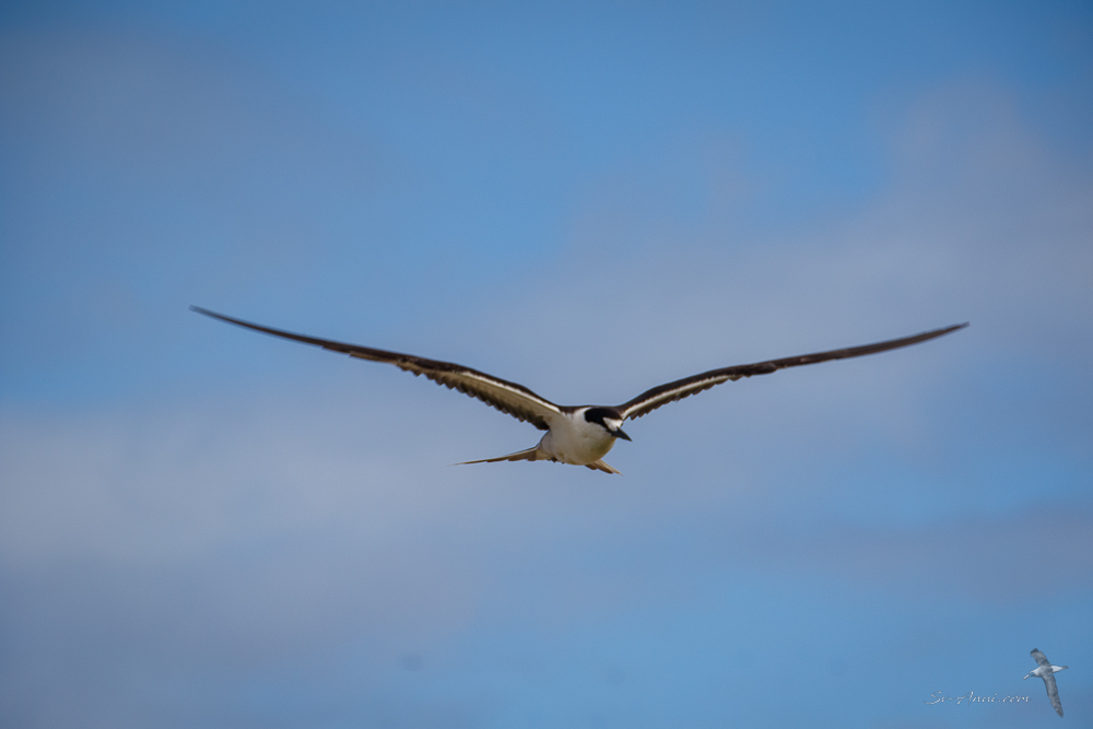 Sooty Tern in flight