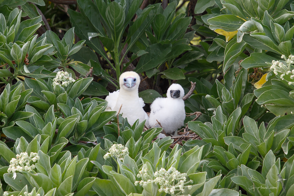 Red-footed booby chick and mum