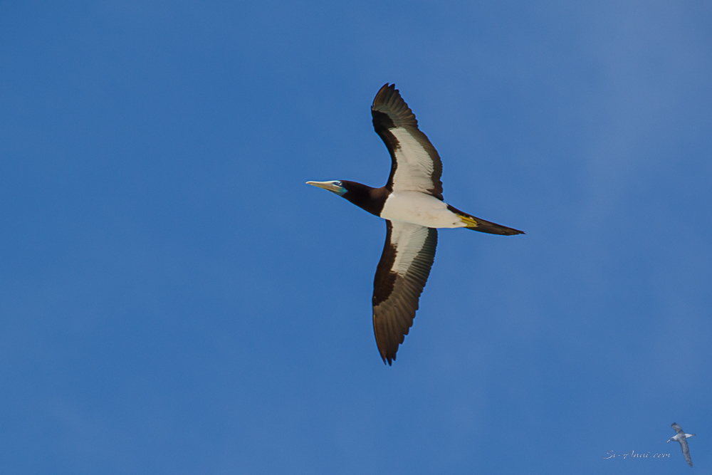 Brown Booby