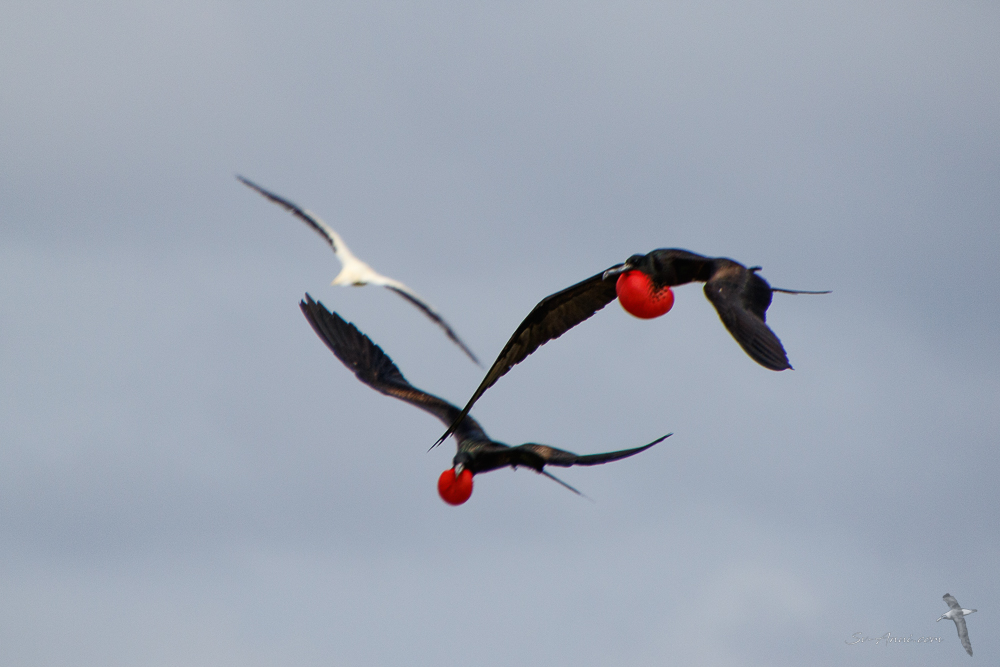 Greater Frigatebird competition for attention