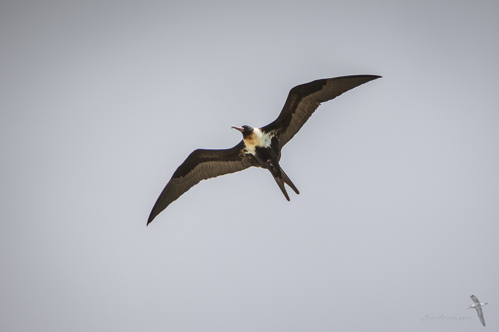 Lesser Frigatebird