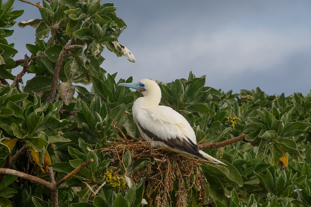 Red-footed Booby on nest