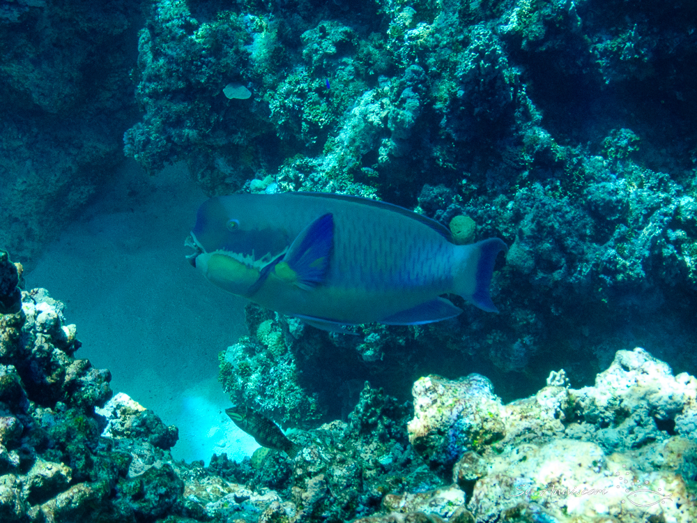 Steephead Parrotfish