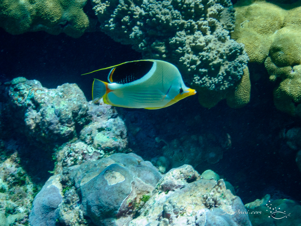 Saddle Butterflyfish