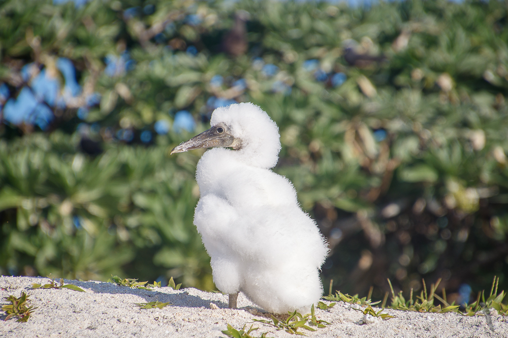 Booby Chick