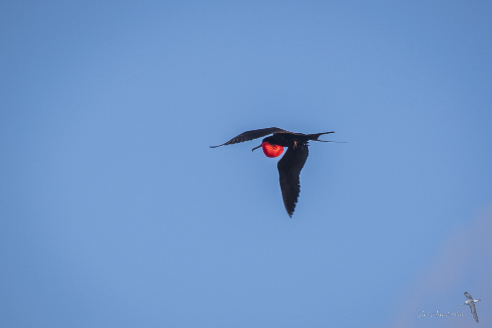 Male Greater Frigatebird displaying