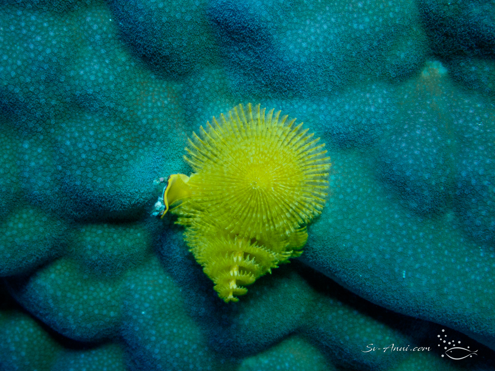 Christmas Tree Worm