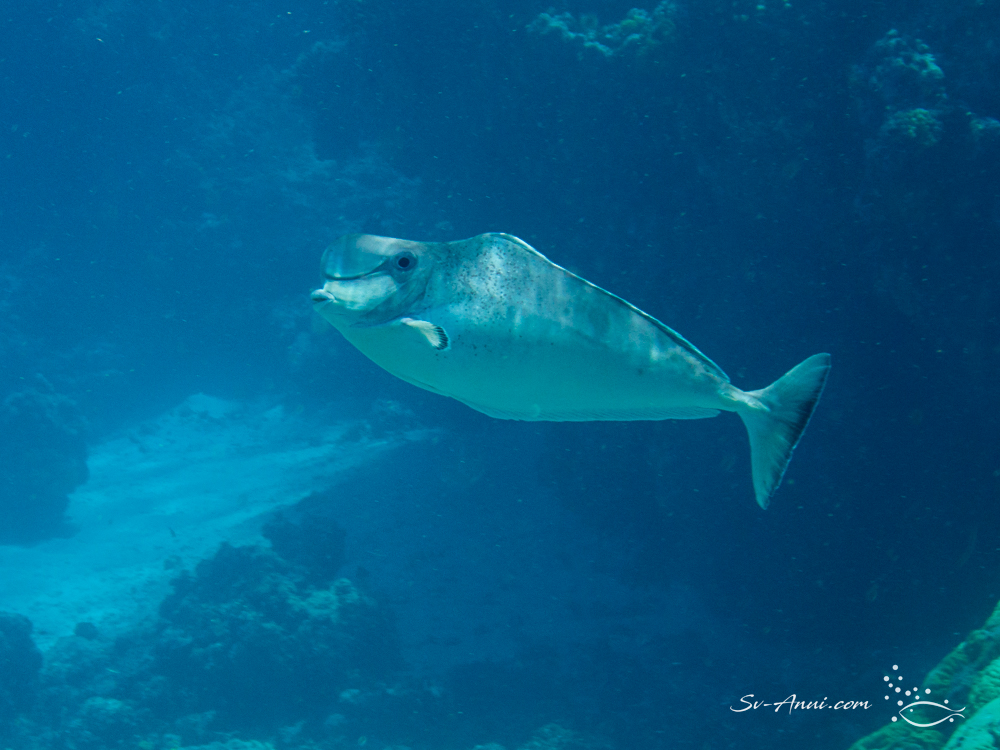 Humpnose Unicornfish