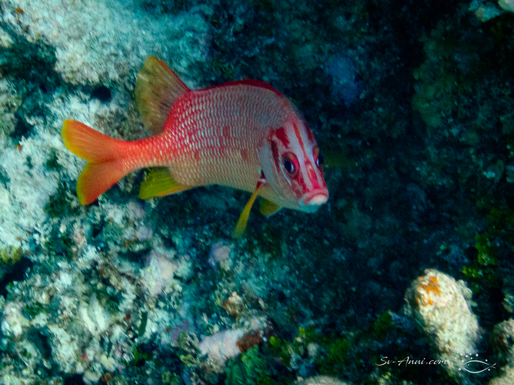 Sabre Squirrelfish