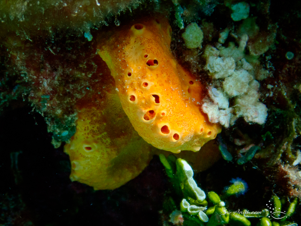 Sea Sponge
