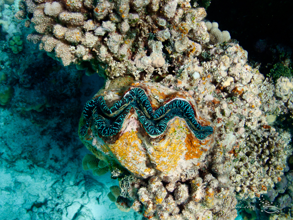 Giant Clam