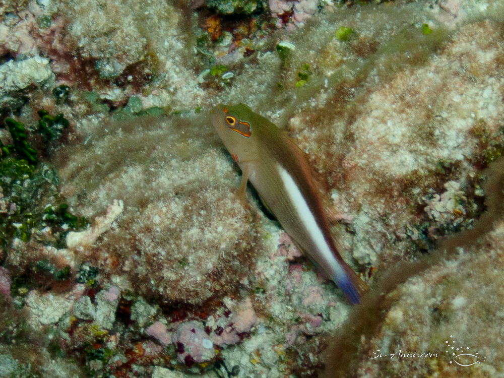 Ringeye Hawkfish
