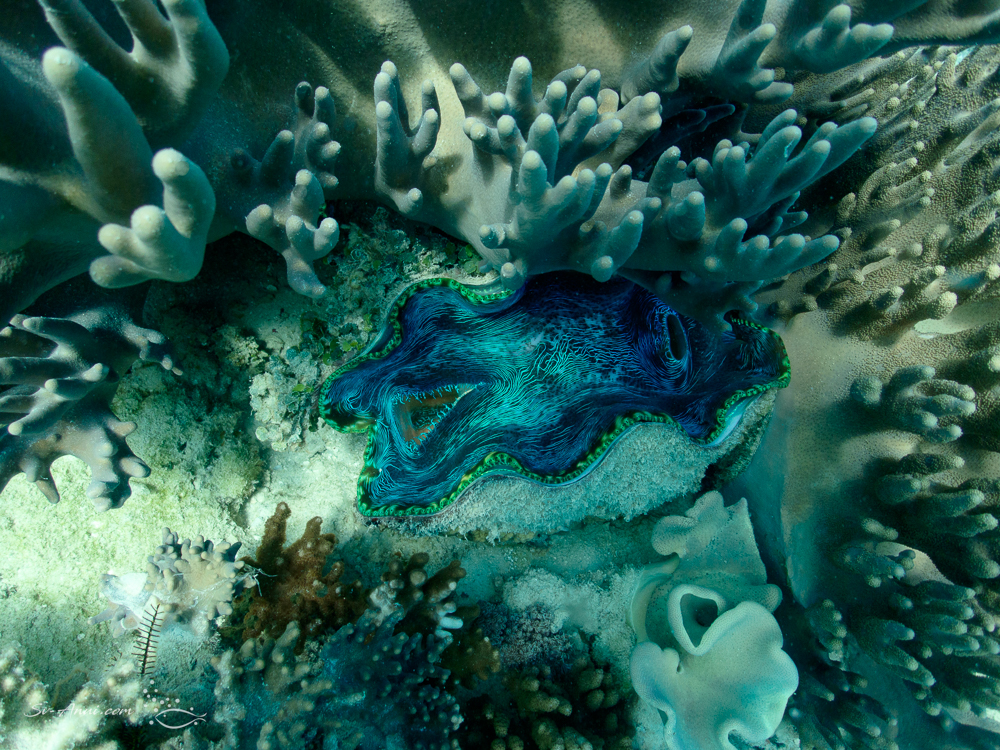 Giant Clam surrounded by soft corals