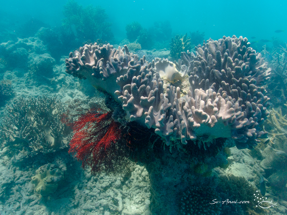 Gorgonian Fan under Sinularia Coral