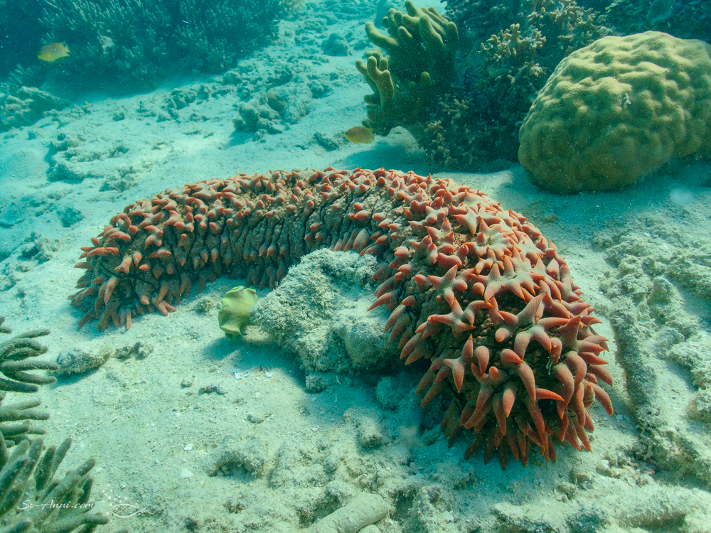 Sea Cucumber - Thelenota ananas (prickly redfish)