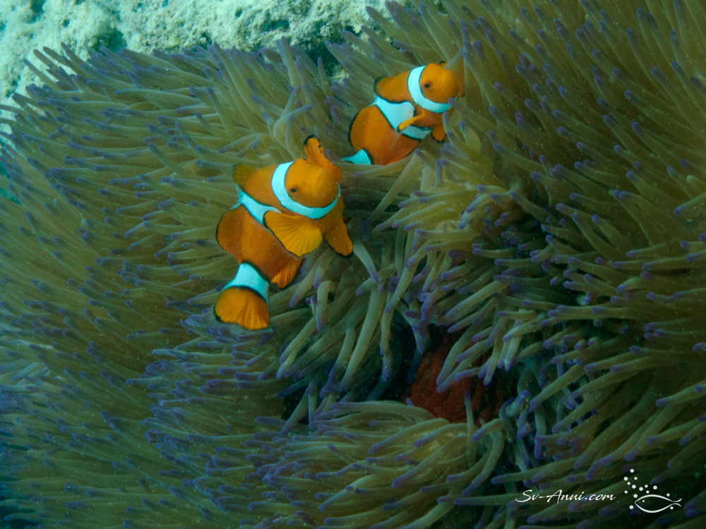 Eastern Clownfish