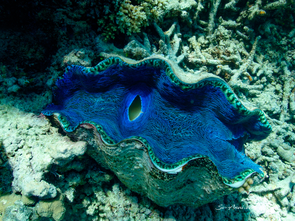 Giant Clam