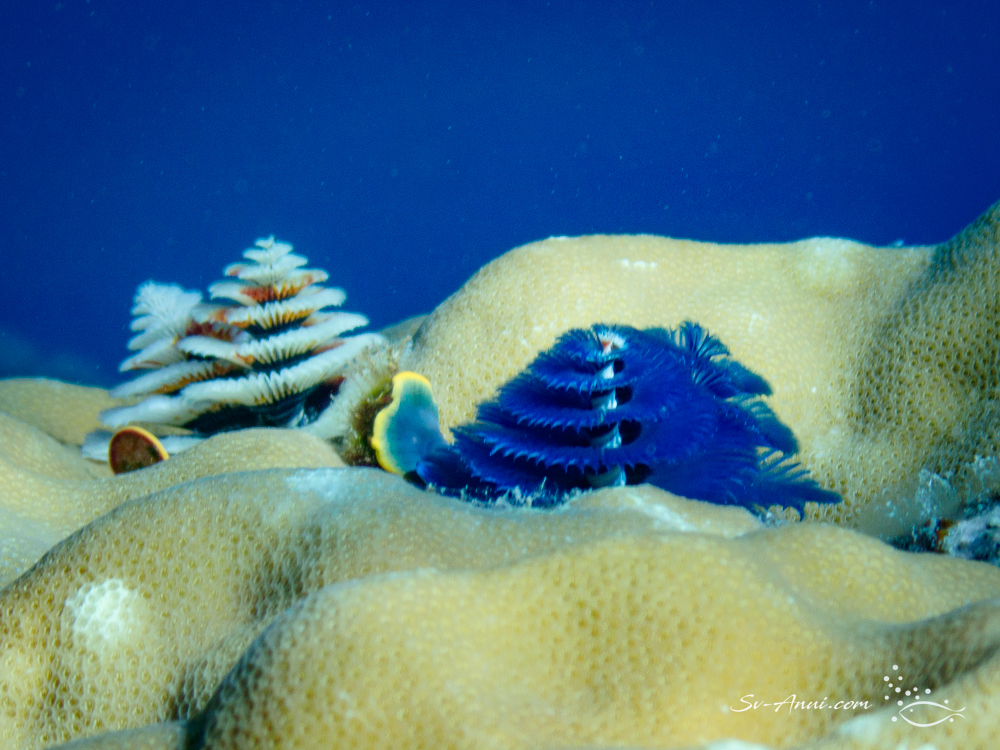 Christmas Tree Worms