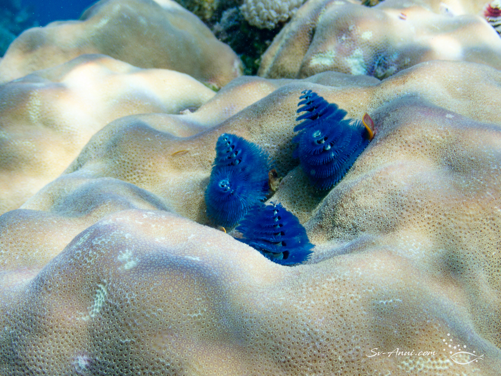 Christmas Tree Worms