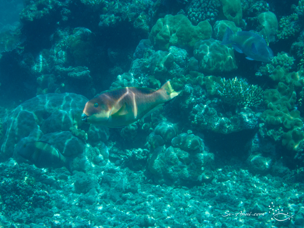 Steephead Parrotfish