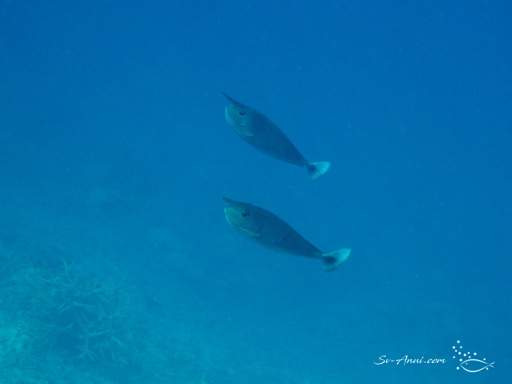 Spotted Unicornfish