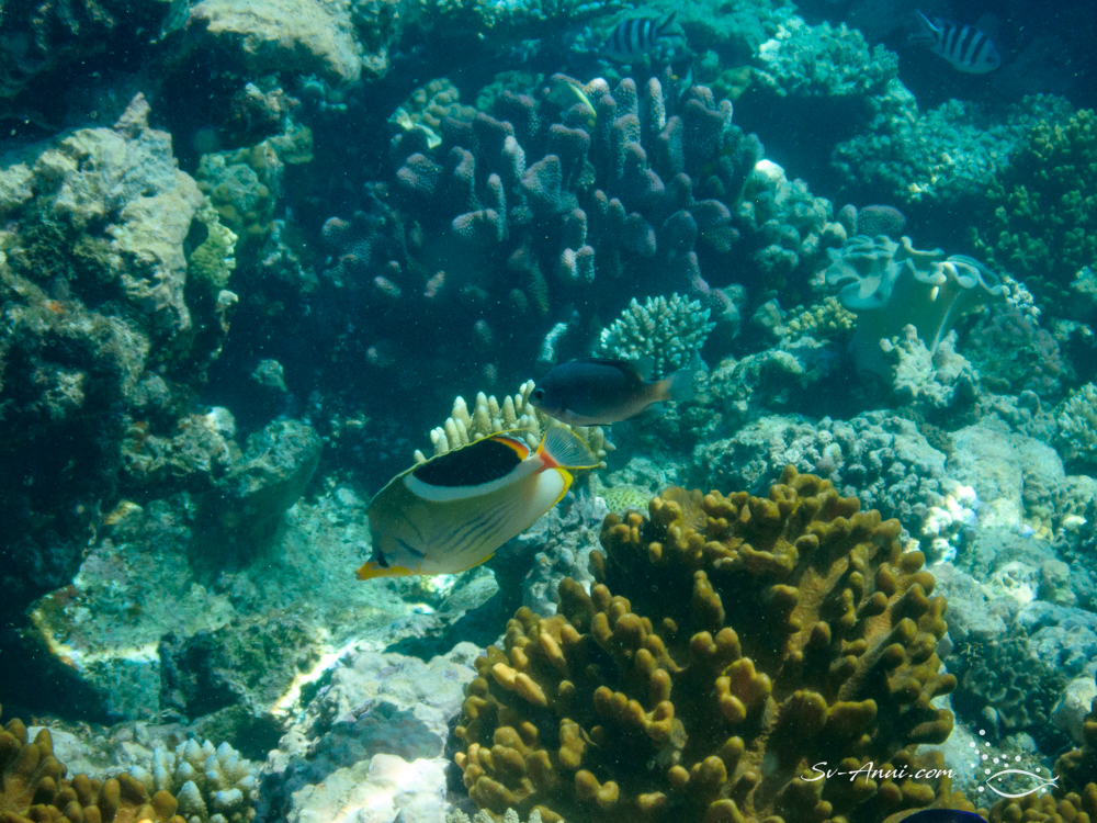 Saddle Butterflyfish