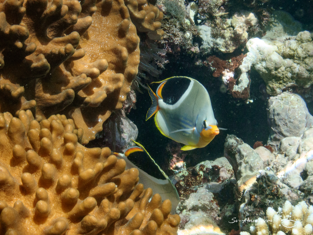 Saddle Butterflyfish