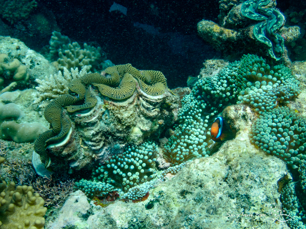 Anemonefish amongst clams