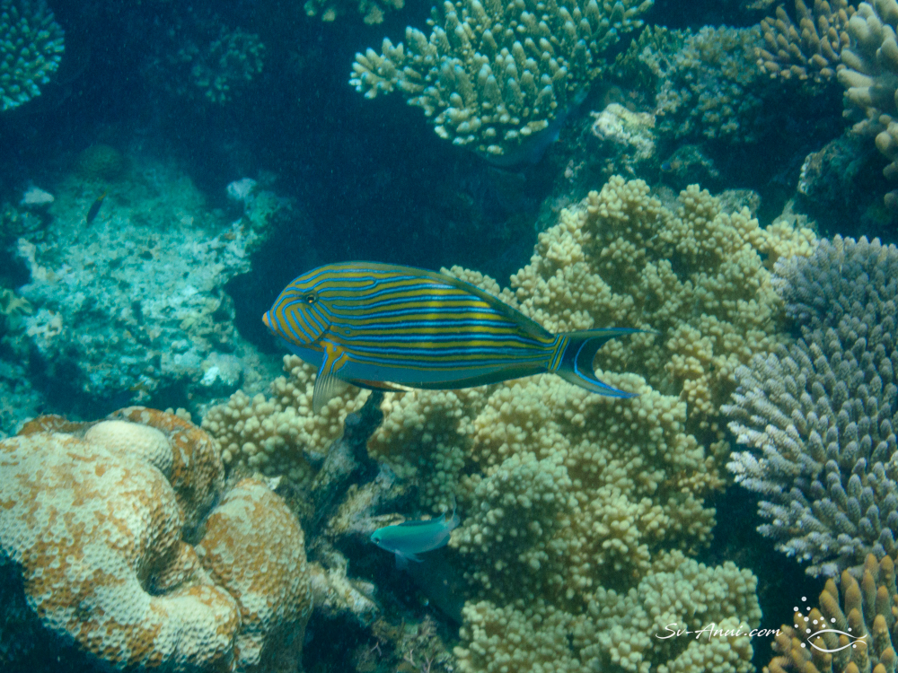 Blueline Surgeonfish