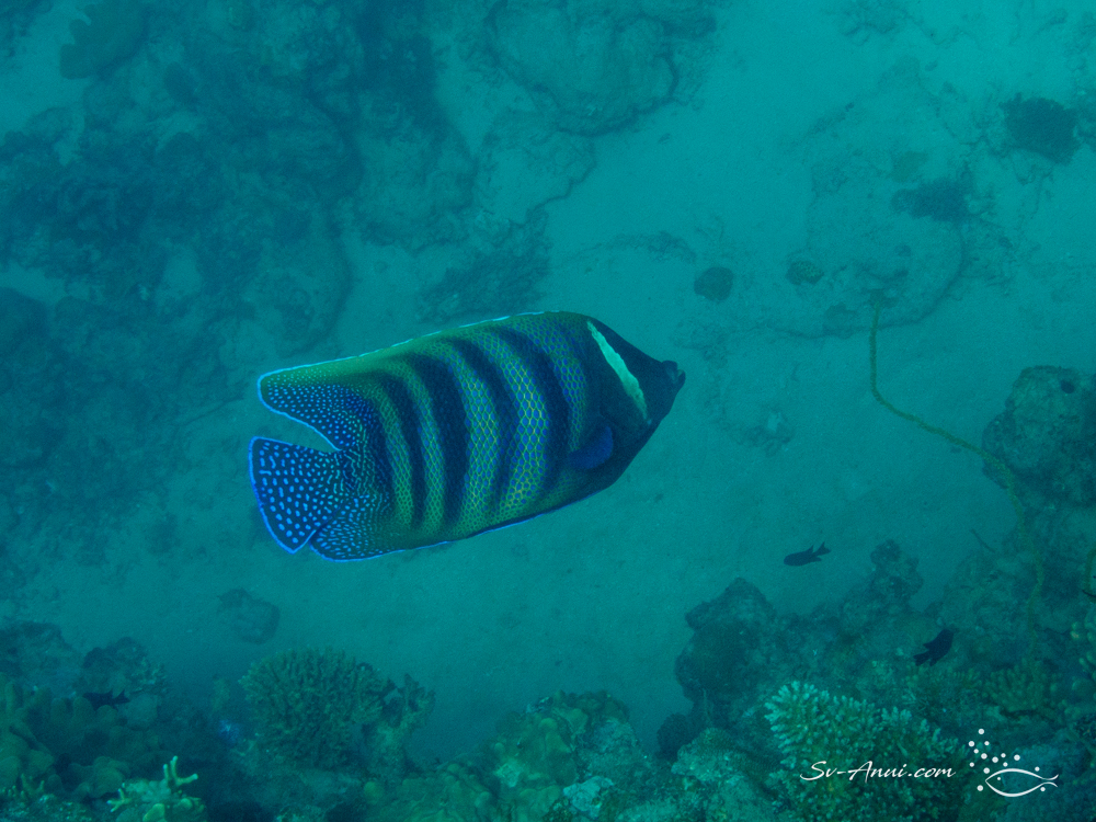 Sixband Angelfish