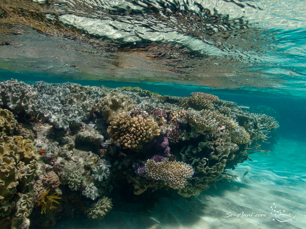 Hard and soft coral garden