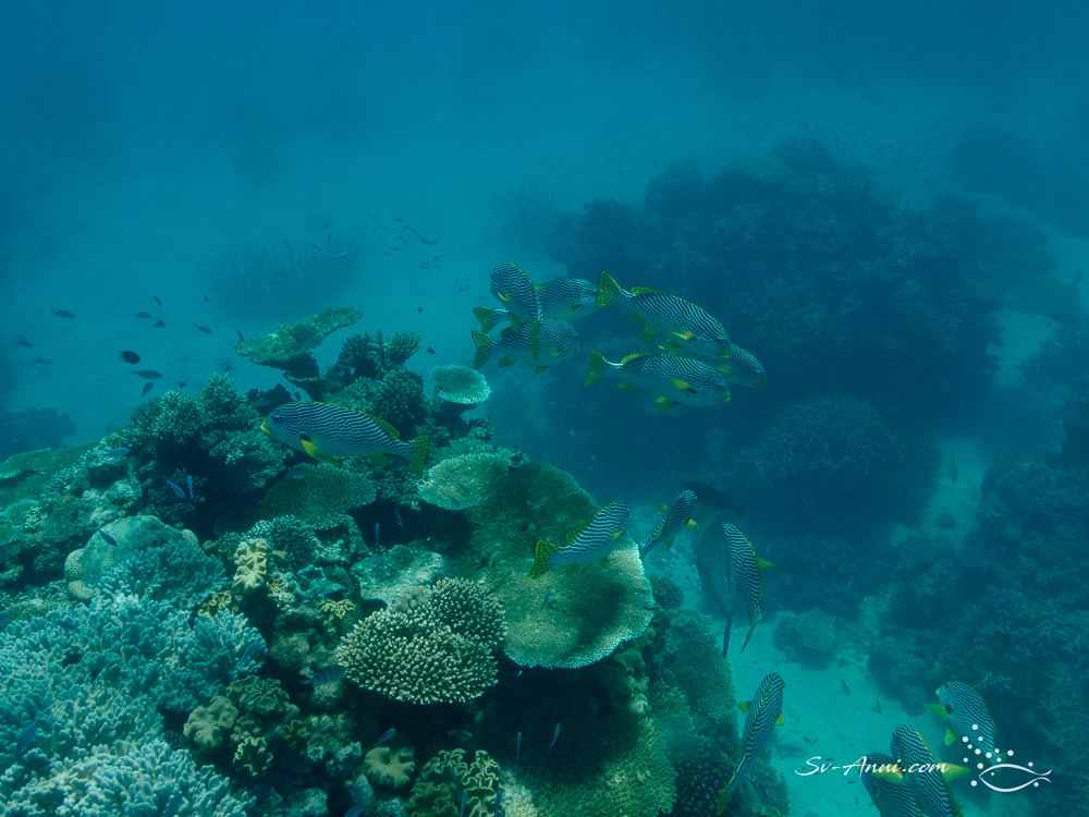 Oblique banded Sweetlips