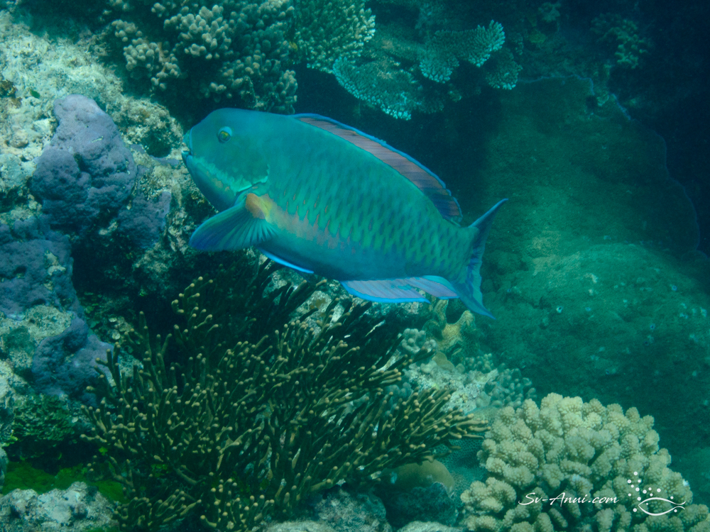 Steephead Parrotfish