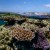 Milln Reef
