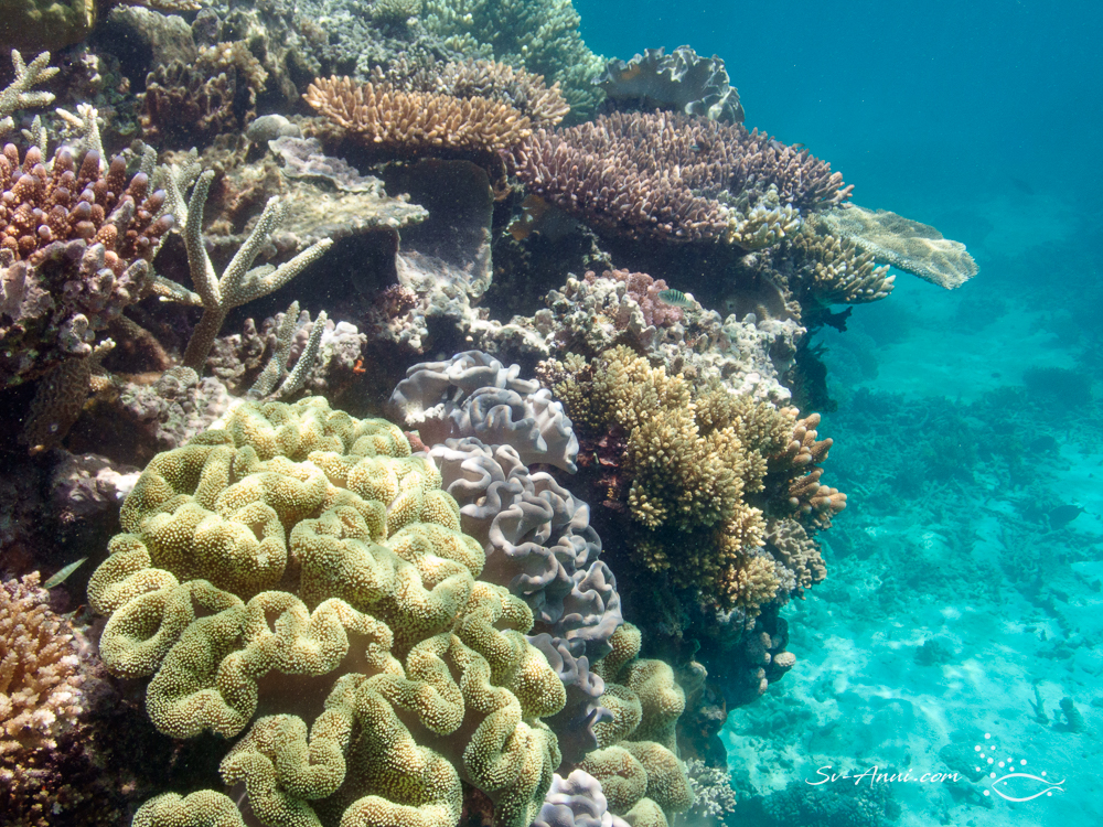 Hard and soft coral mix