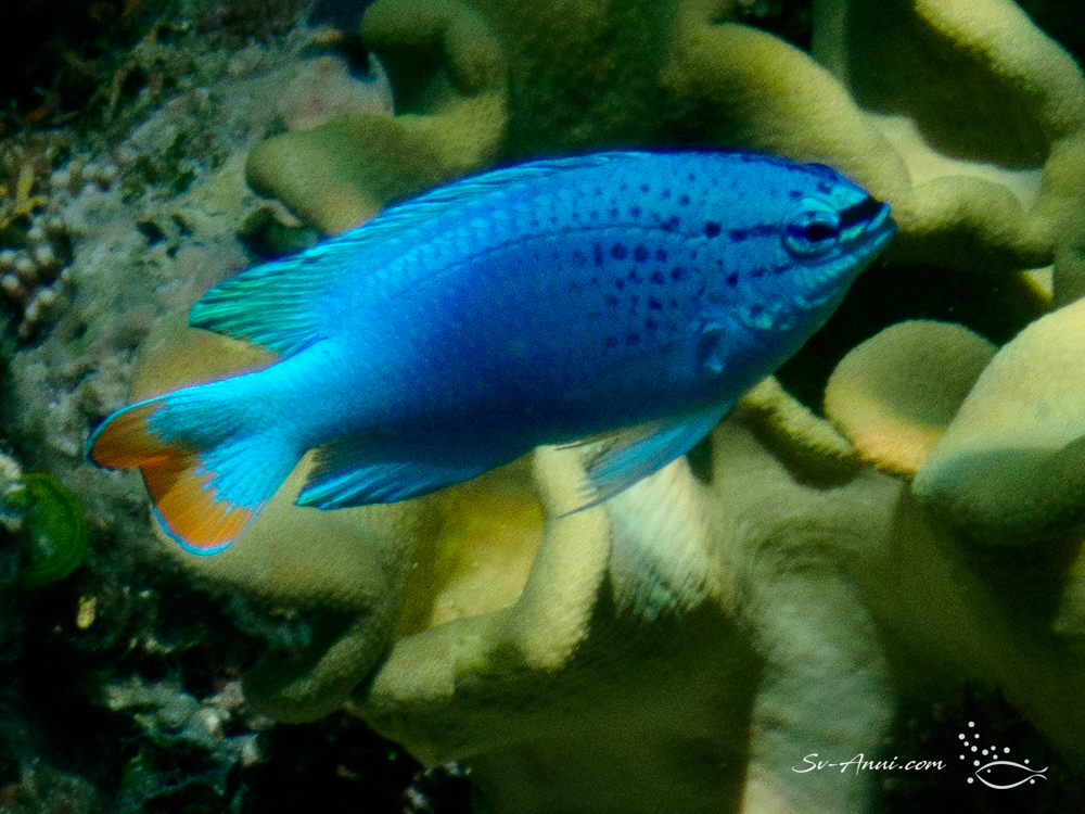 Blue Demoiselle closeup