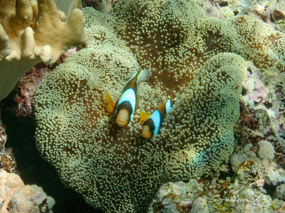 Orangefin Anemonefish
